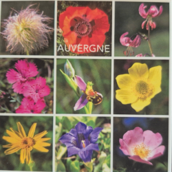 Magnet Fleurs