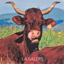 Magnet Vache Salers